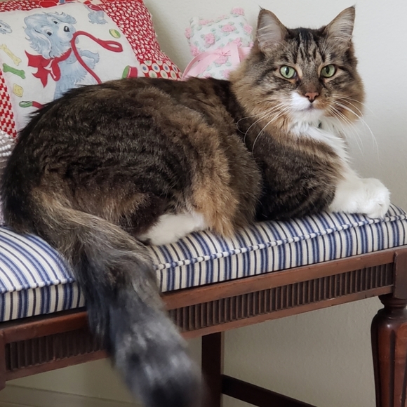 Meet your Posher, Diane - Picture 2 of 6